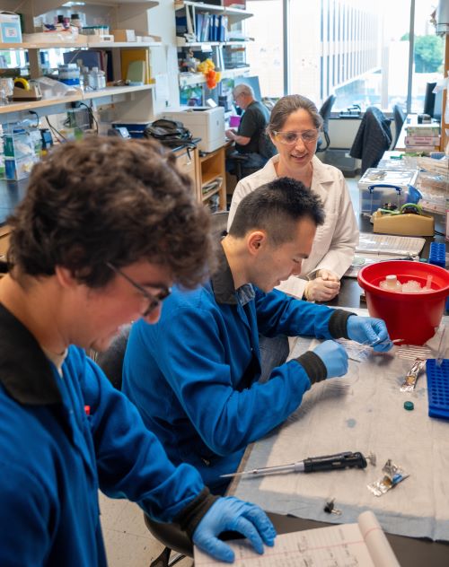 Dr. Catherine Ptaschinski oversees an experiment conducted by Evan Velarde, PhD (research specialist, L) and Haoran Gao, PhD (Postdoctoral Fellow, R)